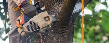 Why Choose Our Tree Removal Services in Wilson Conococheague, MD?