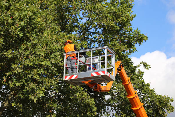 Best Tree Mulching Services  in Wilson Conococheague, MD