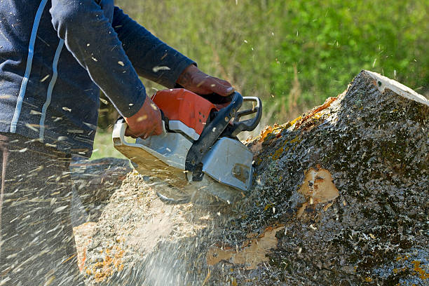 Professional  Tree Services in Wilson Conococheague, MD